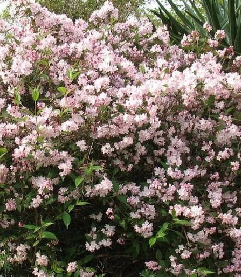 Deutzia rosea